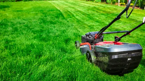 Lawn care tips for expert results